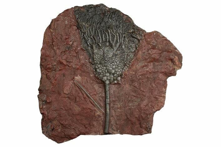 Silurian Fossil Crinoid (Scyphocrinites) Plate - Morocco #237561